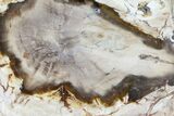 Petrified Wood (Bald Cypress) Slab - Saddle Mountain, WA #94036-1
